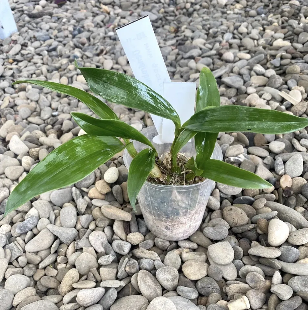 Dendrobium macrophyllum * flori parfumate