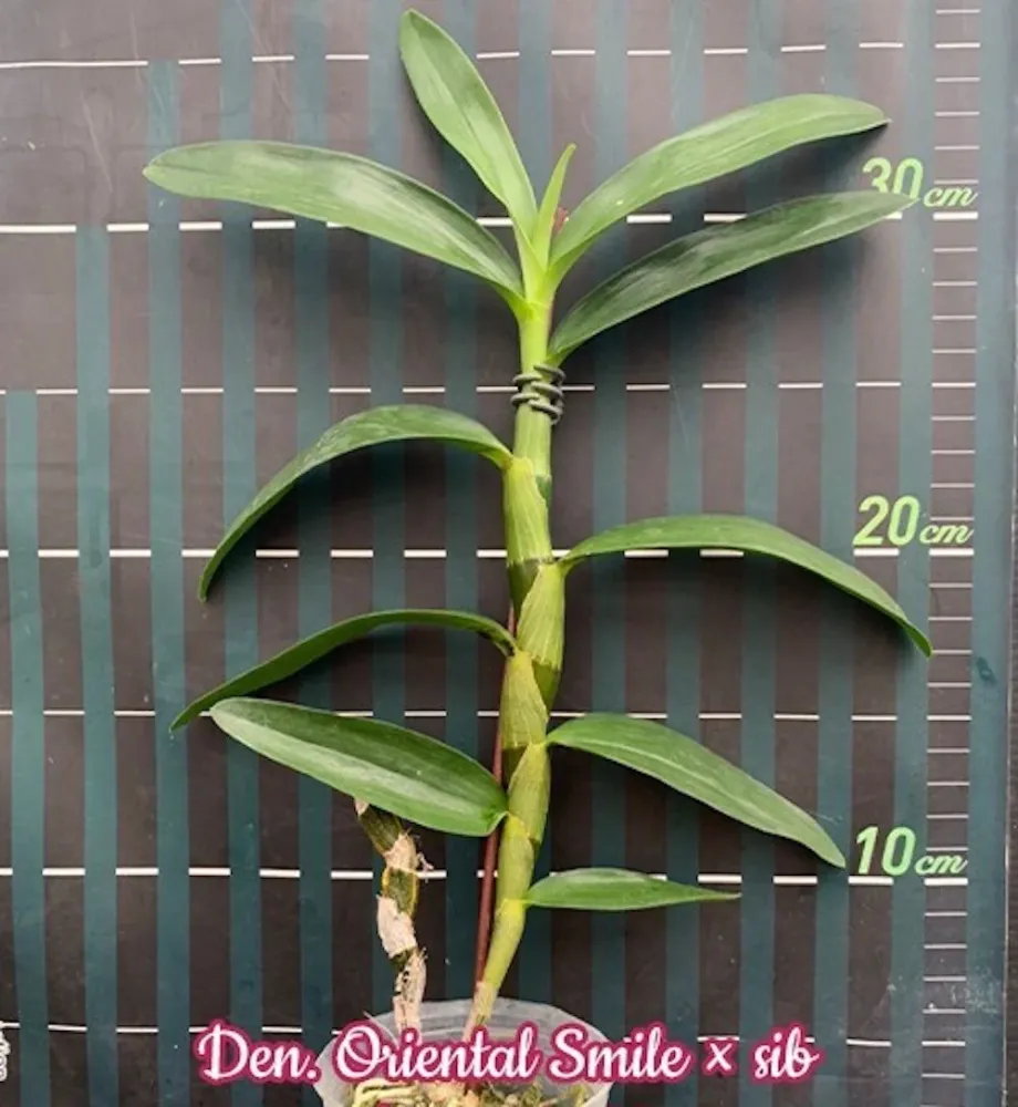 Dendrobium Oriental Smile parfumat