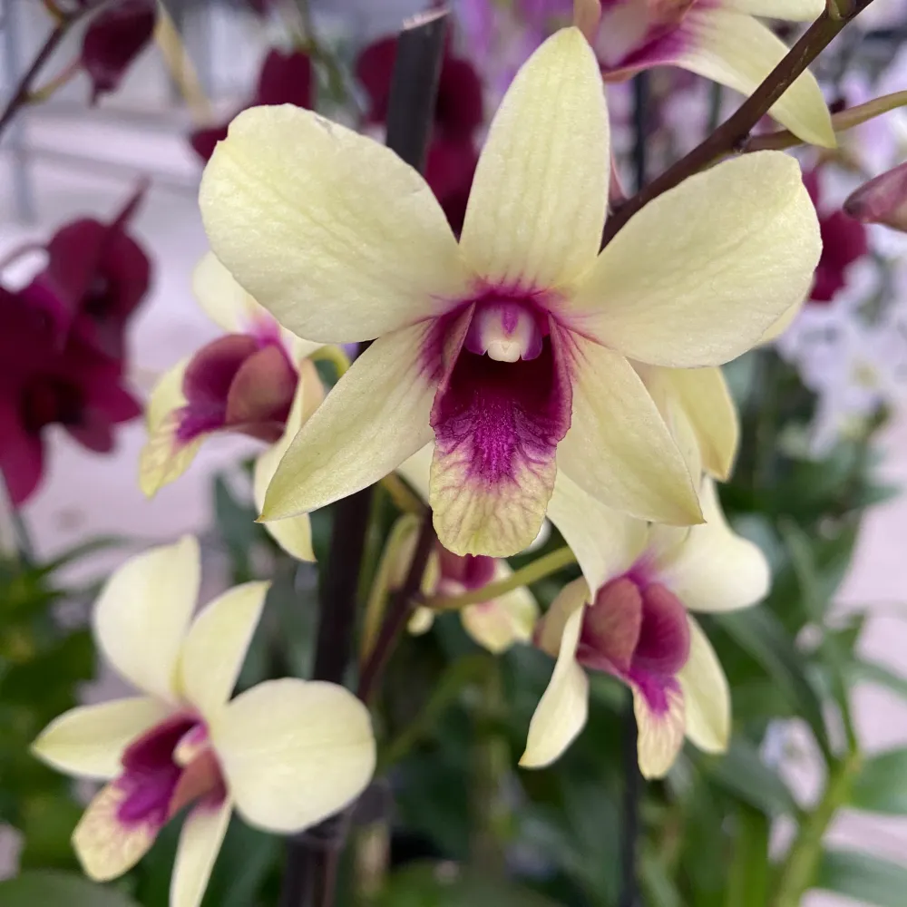 Dendrobium Phalaenopsis Banana Chocolate
