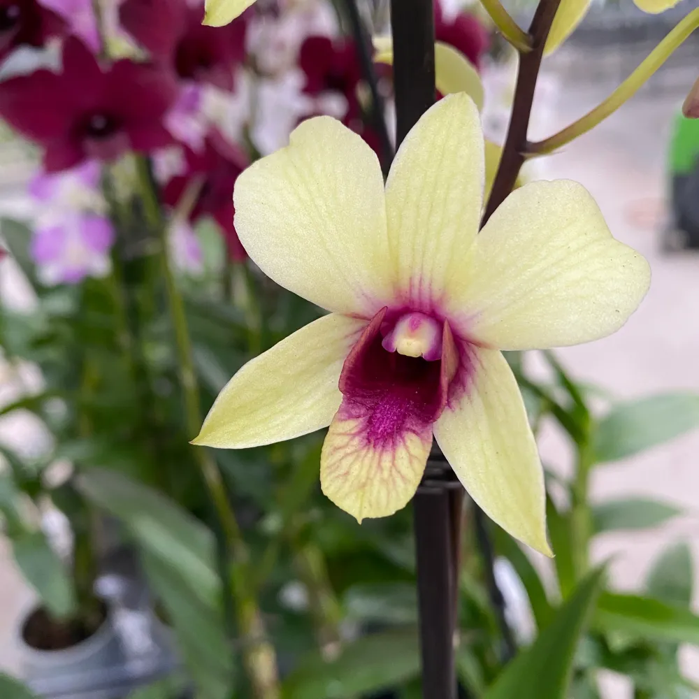 Dendrobium Phalaenopsis Banana Chocolate
