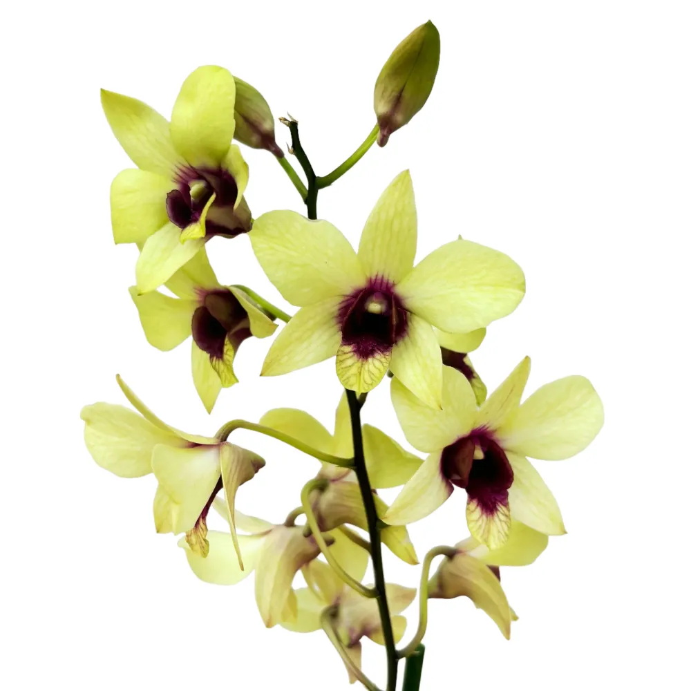 Dendrobium Phalaenopsis Banana Chocolate