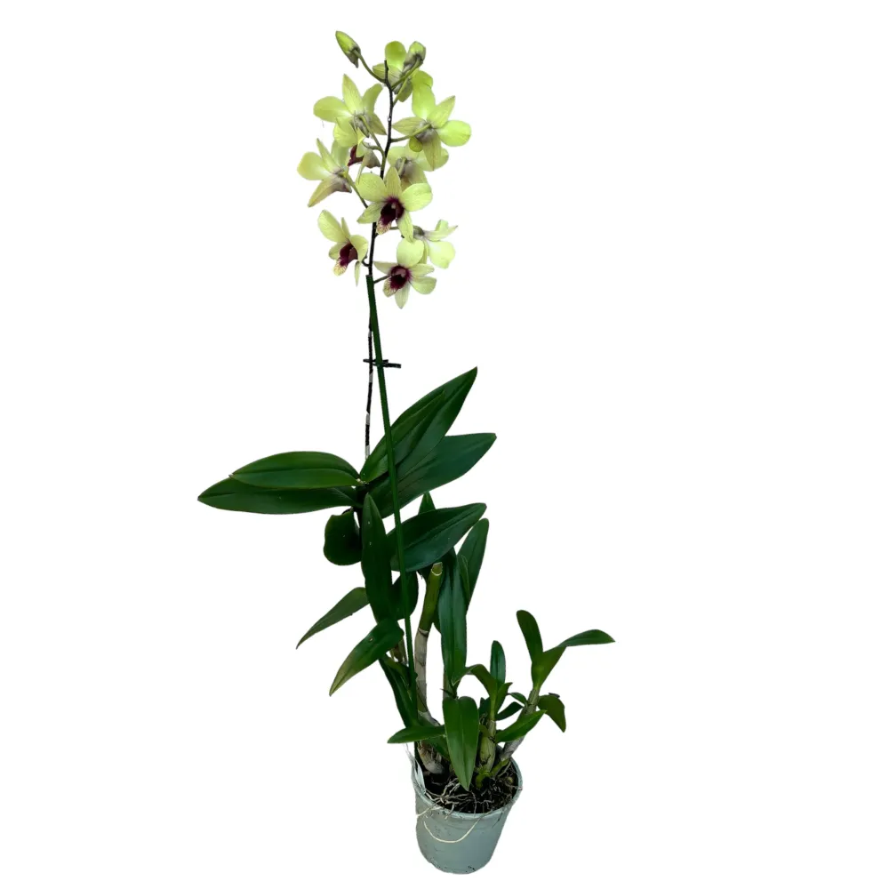 Dendrobium Phalaenopsis Banana Chocolate