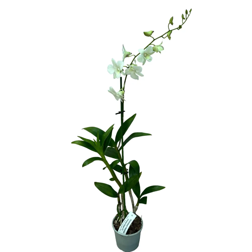 Dendrobium Phalaenopsis Coconut Dream