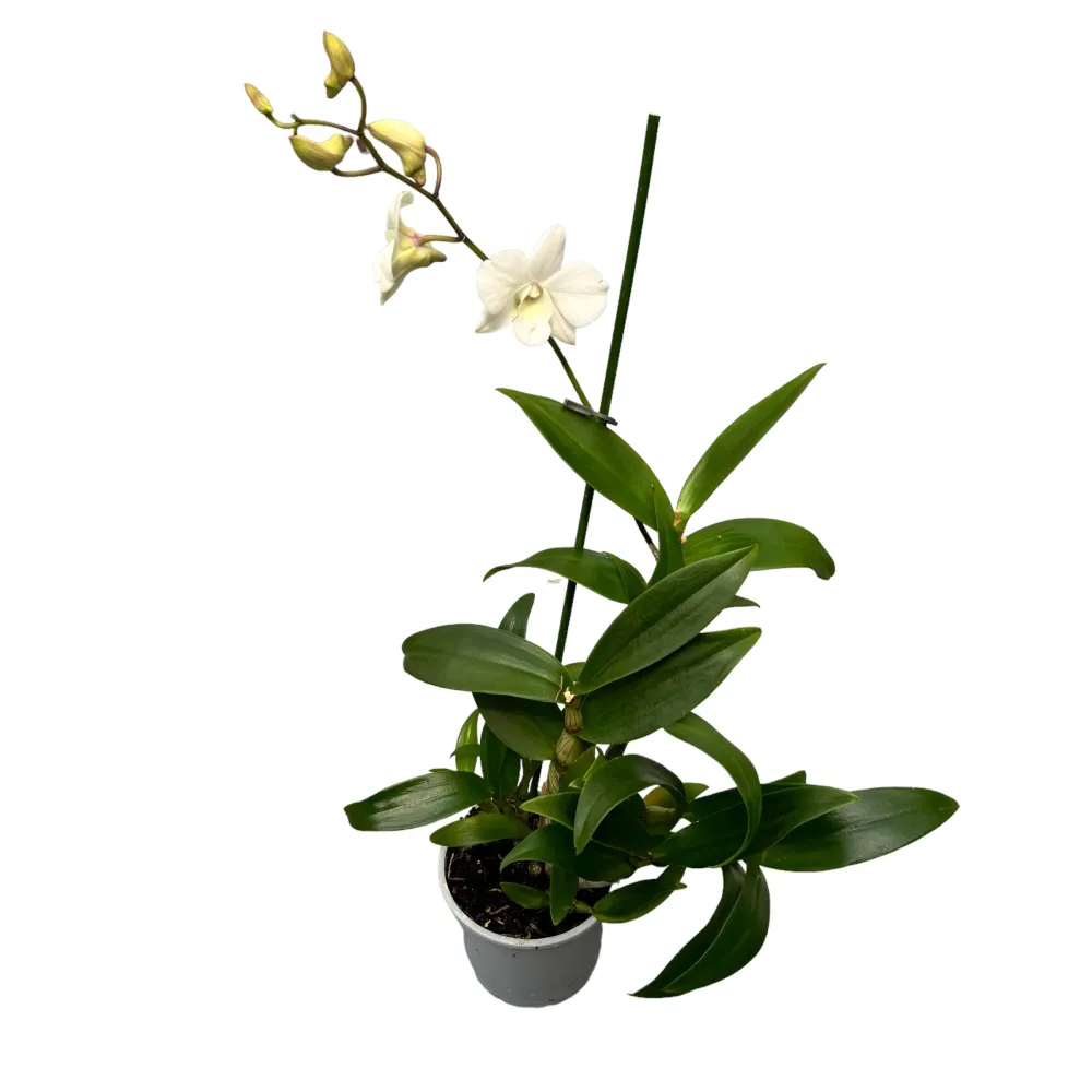 Dendrobium Phalaenopsis Coconut Dream