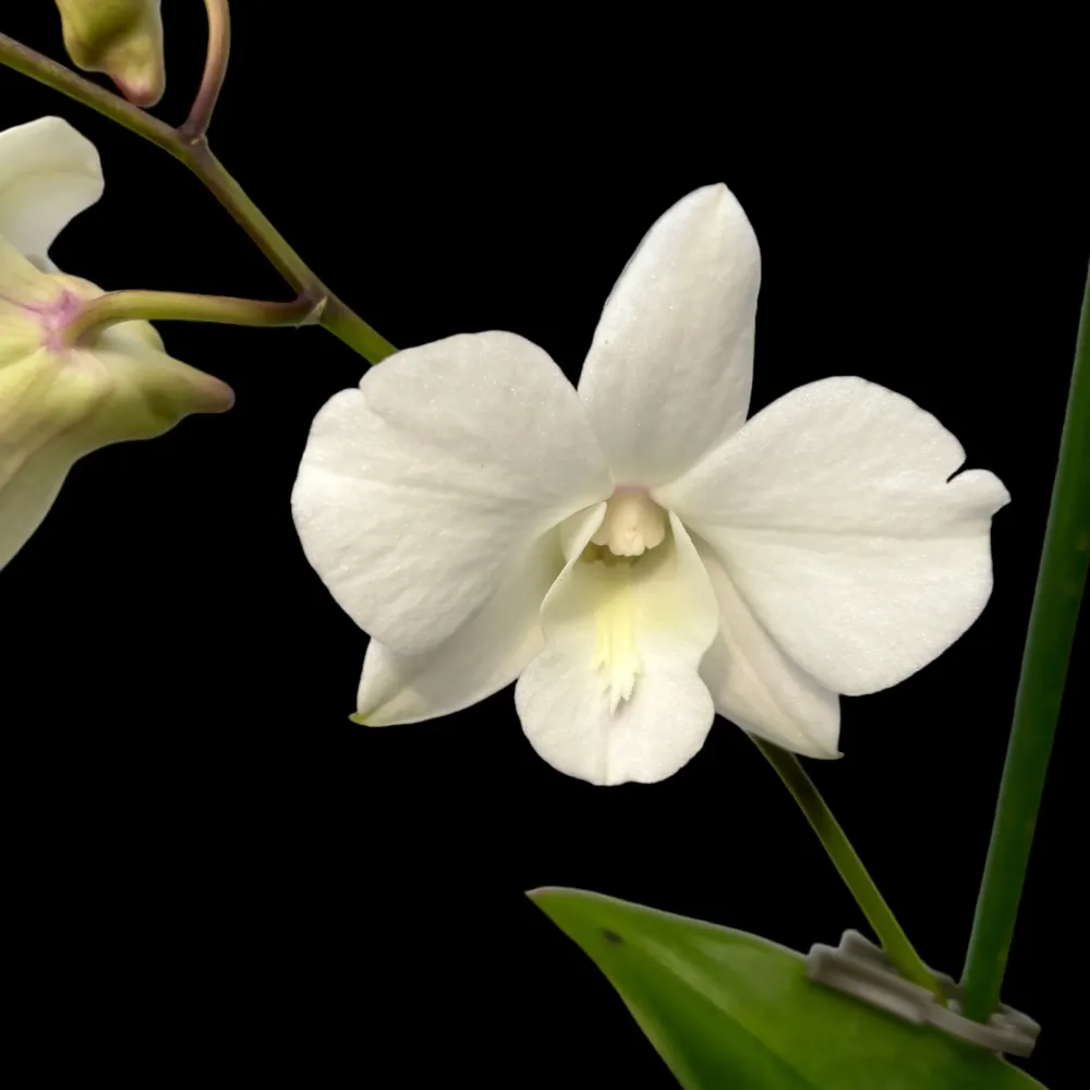 Dendrobium Phalaenopsis Coconut Dream