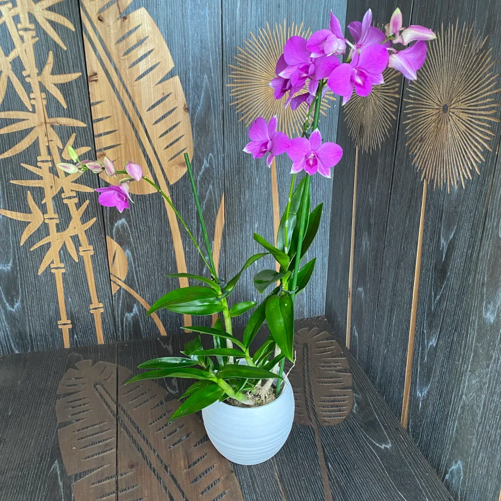 Dendrobium Phalaenopsis Coconut Pink