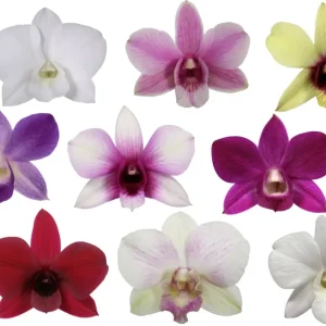 Dendrobium Phalaenopsis mix