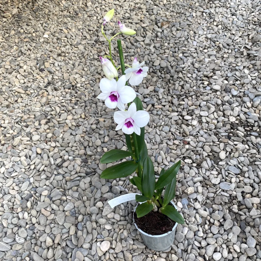 Dendrobium Phalaenopsis Papaya Kiss