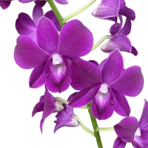 Dendrobium Phalaenopsis Purple Happiness