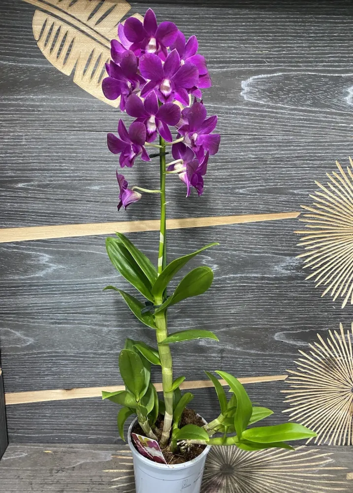 Dendrobium Phalaenopsis Purple Happiness