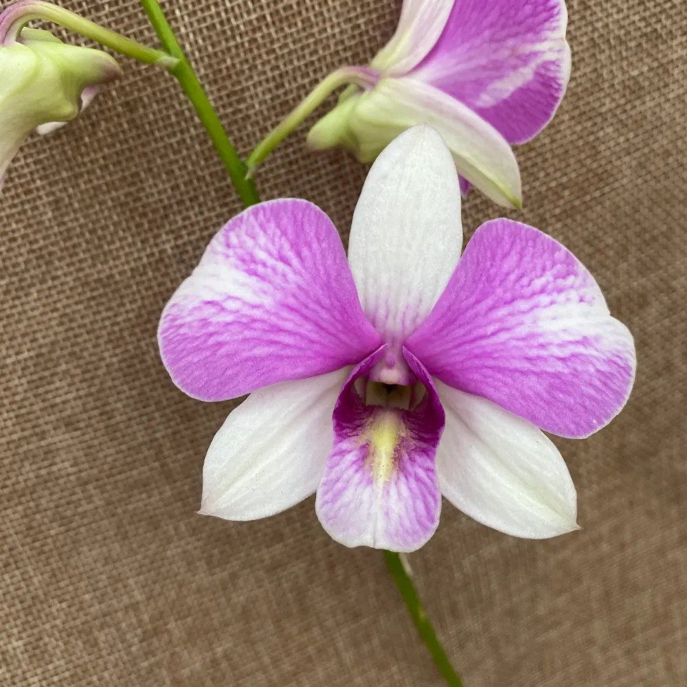 Dendrobium Phalaenopsis ‘White Casey’