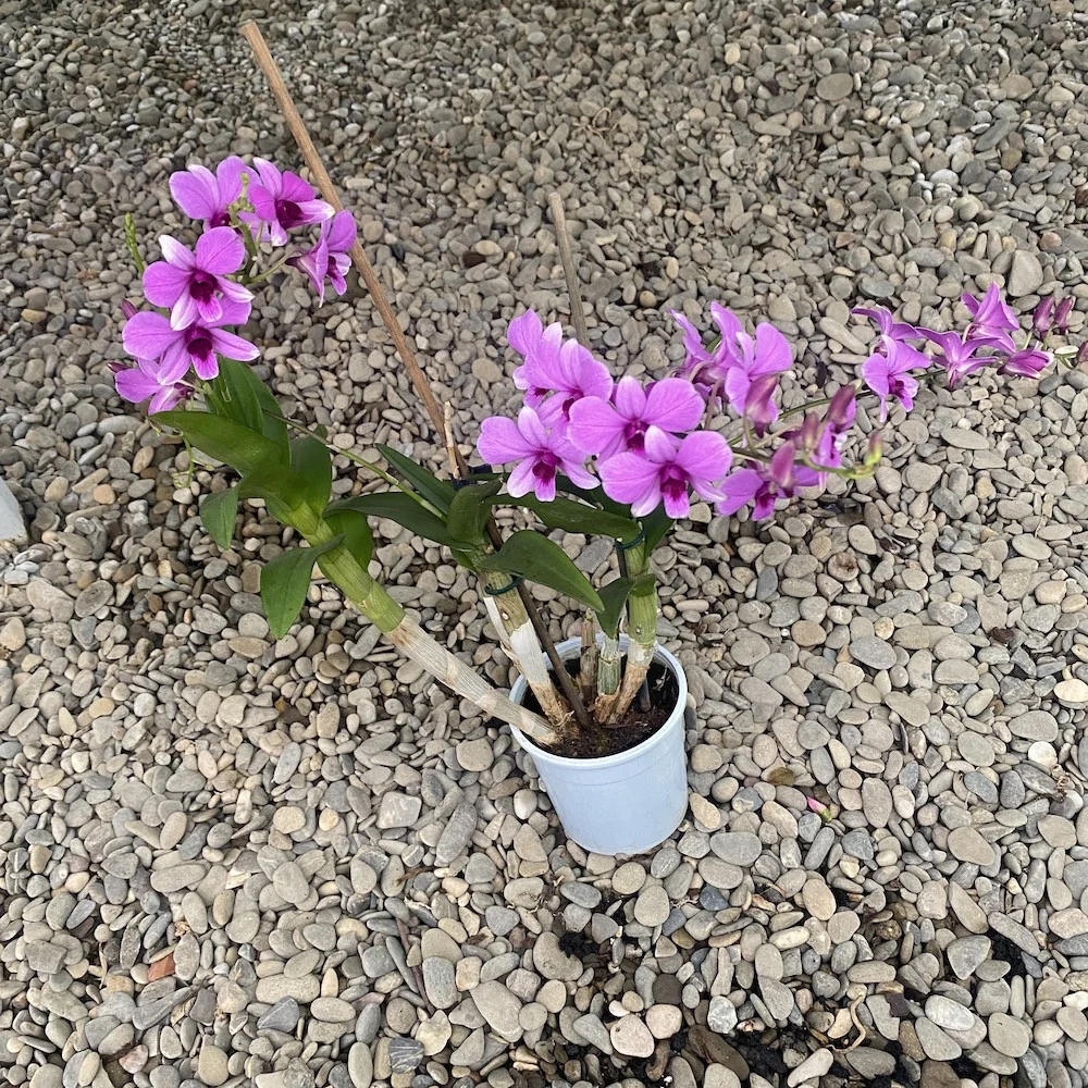 Dendrobium Pink