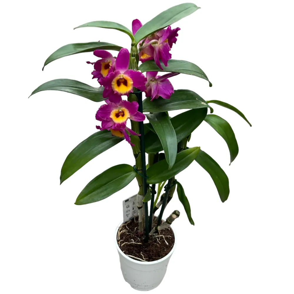 Dendrobium Red Emperor Prince parfumat
