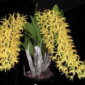 Dendrobium speciosum 'Golden Rain' - flori parfumate