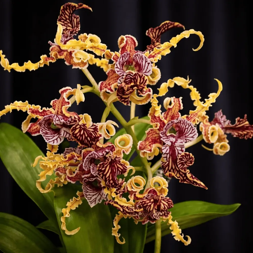 Dendrobium spectabile 'Dark'