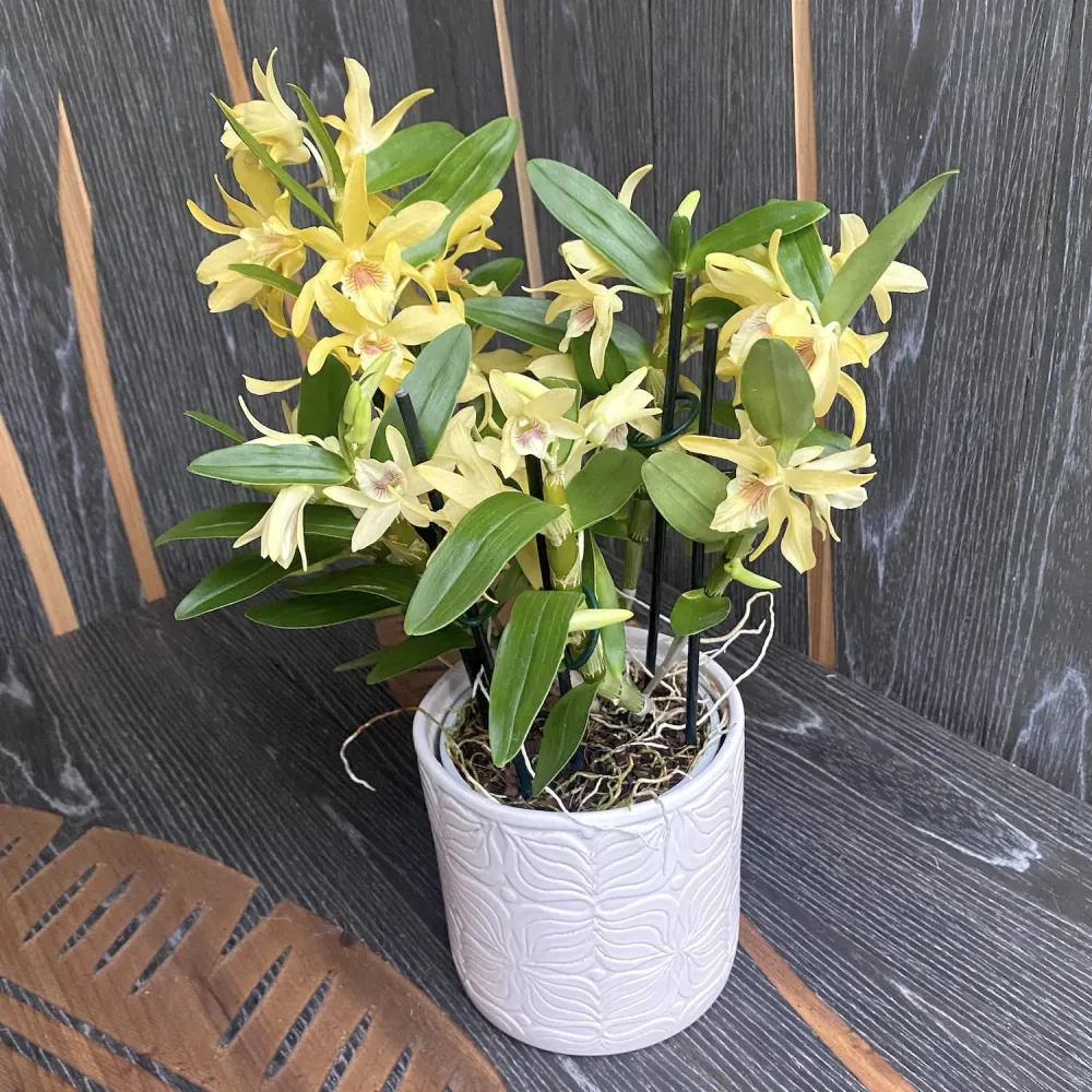 Dendrobium Stardust 'Chyomi'