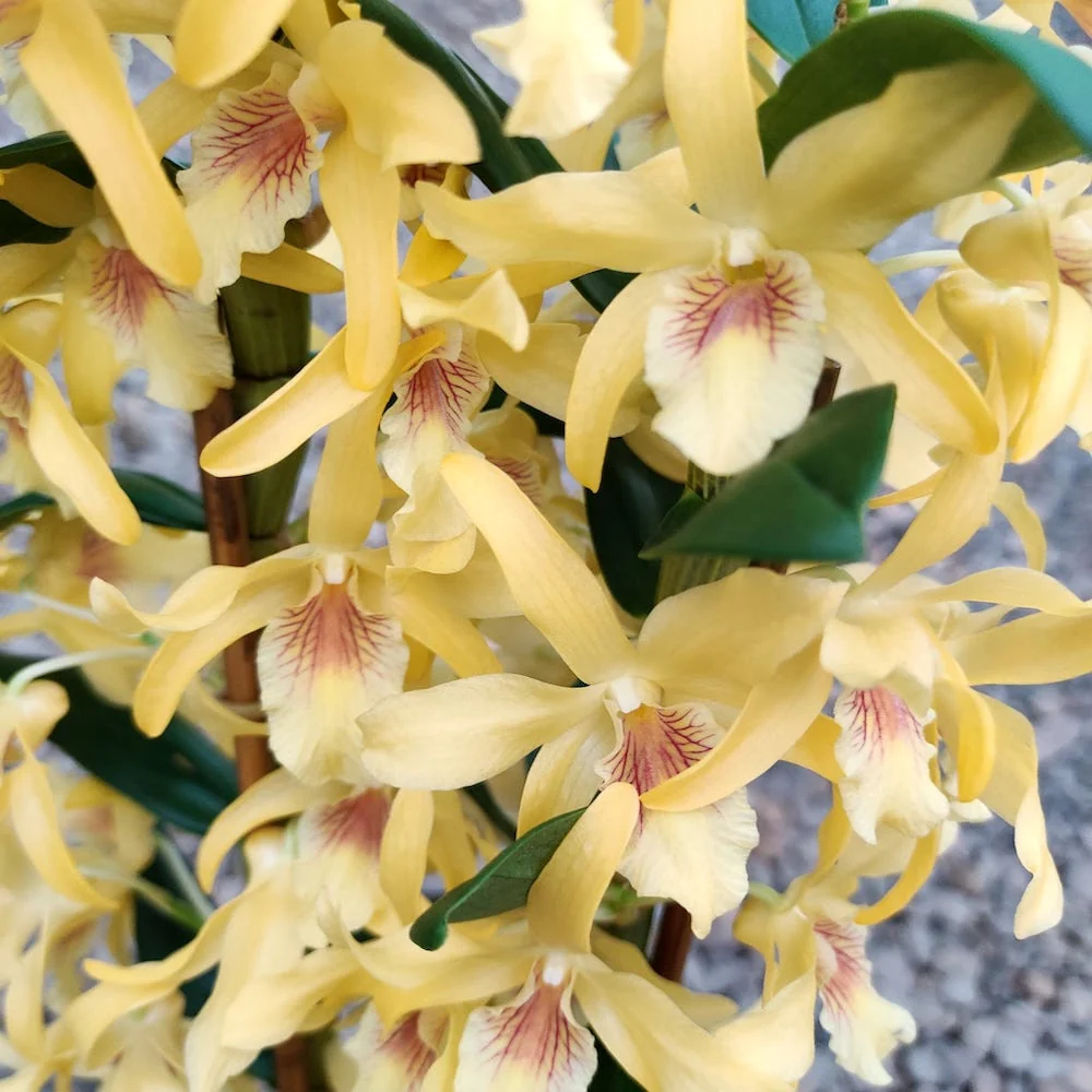 Dendrobium Stardust 'Chyomi'