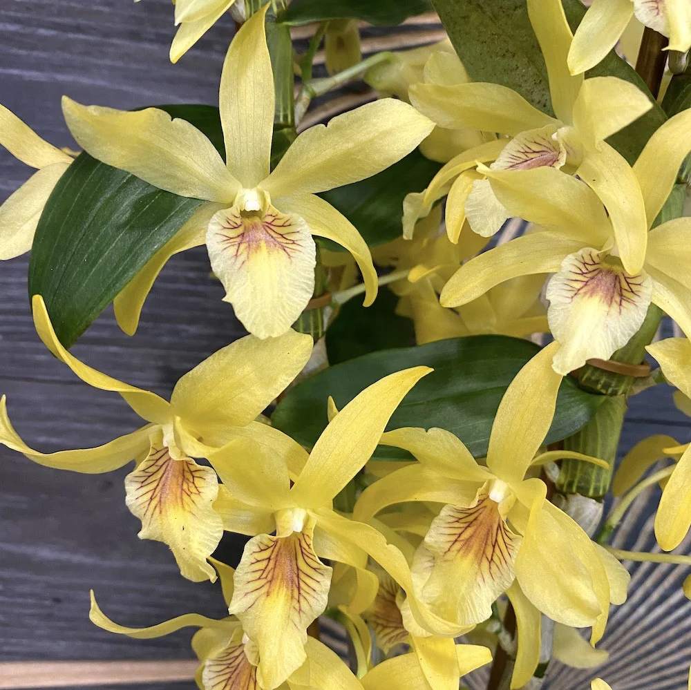Dendrobium Stardust 'Chyomi'
