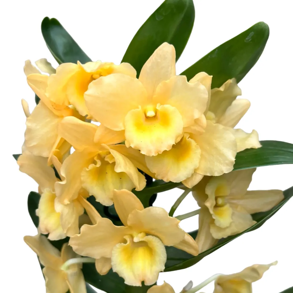 Dendrobium Yellow parfumat