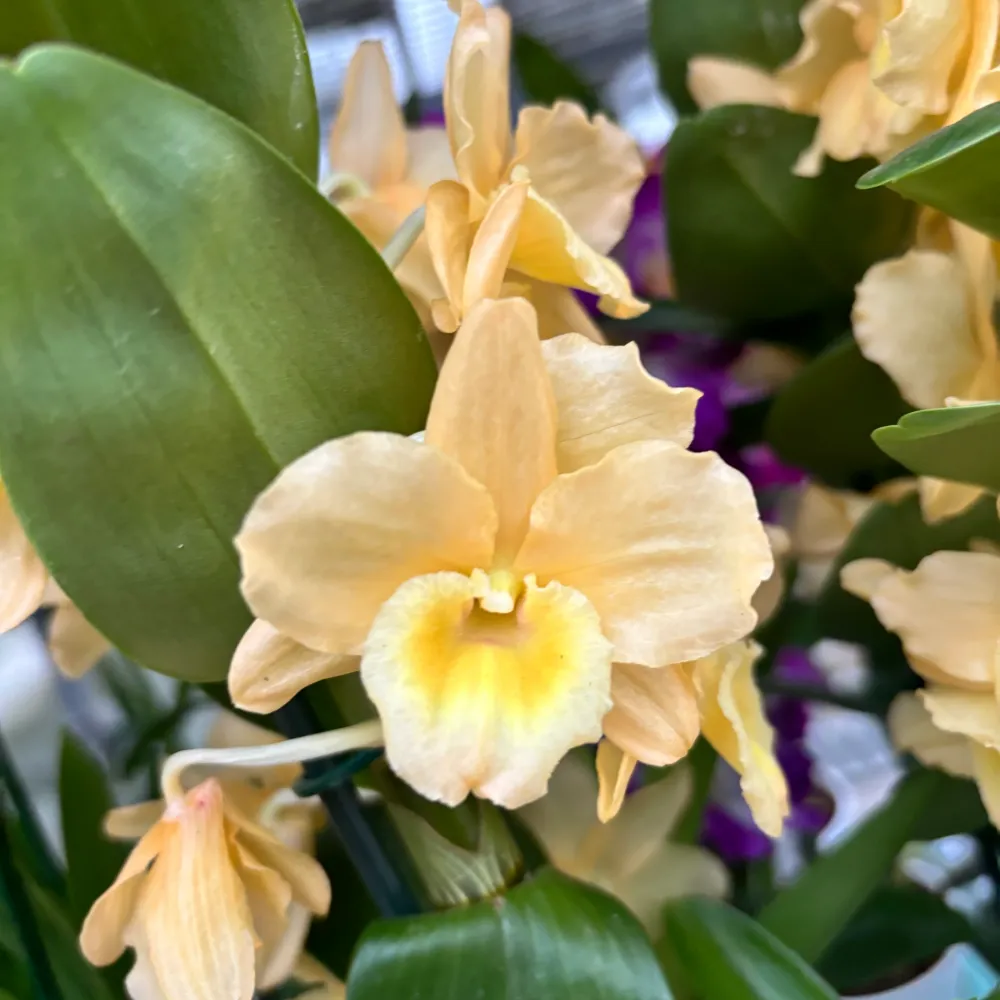 Dendrobium Yellow parfumat