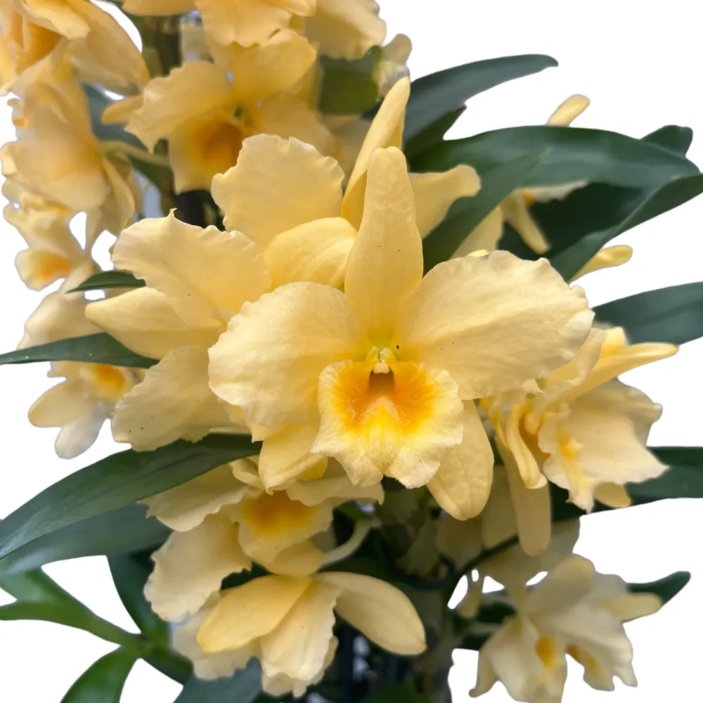 Dendrobium Yellow Song - exemplar XL (flori parfumate)