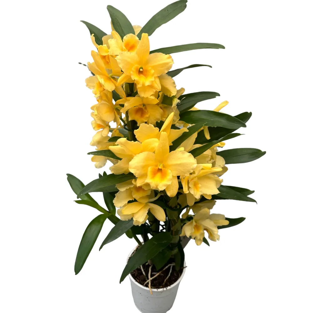 Dendrobium Yellow Song - exemplar XL (flori parfumate)