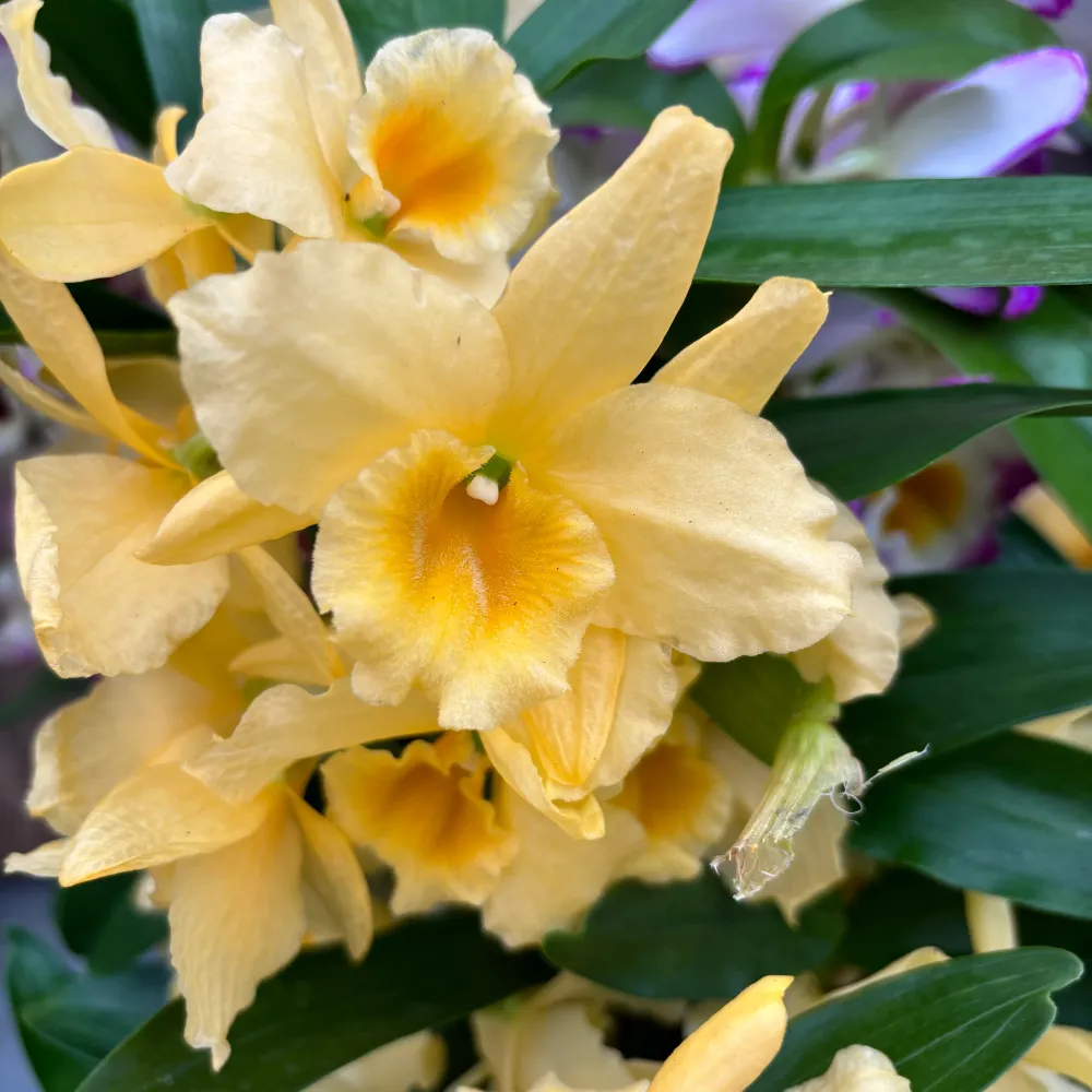 Dendrobium Yellow Song - exemplar XL (flori parfumate)