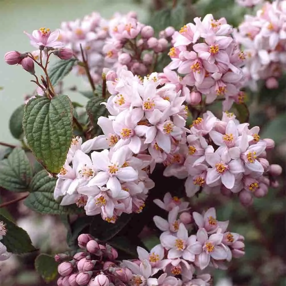 Deutzia x hybrida 'Mont Rose'