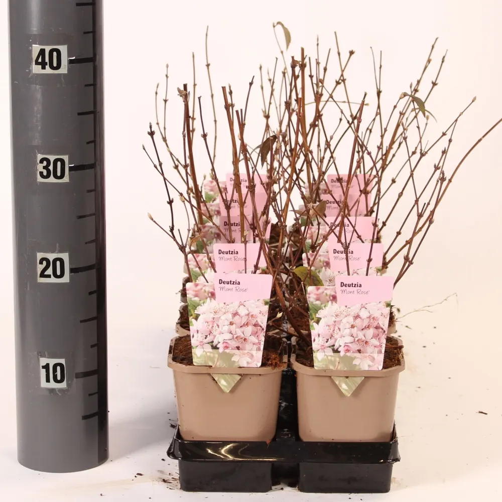 Deutzia x hybrida 'Mont Rose'