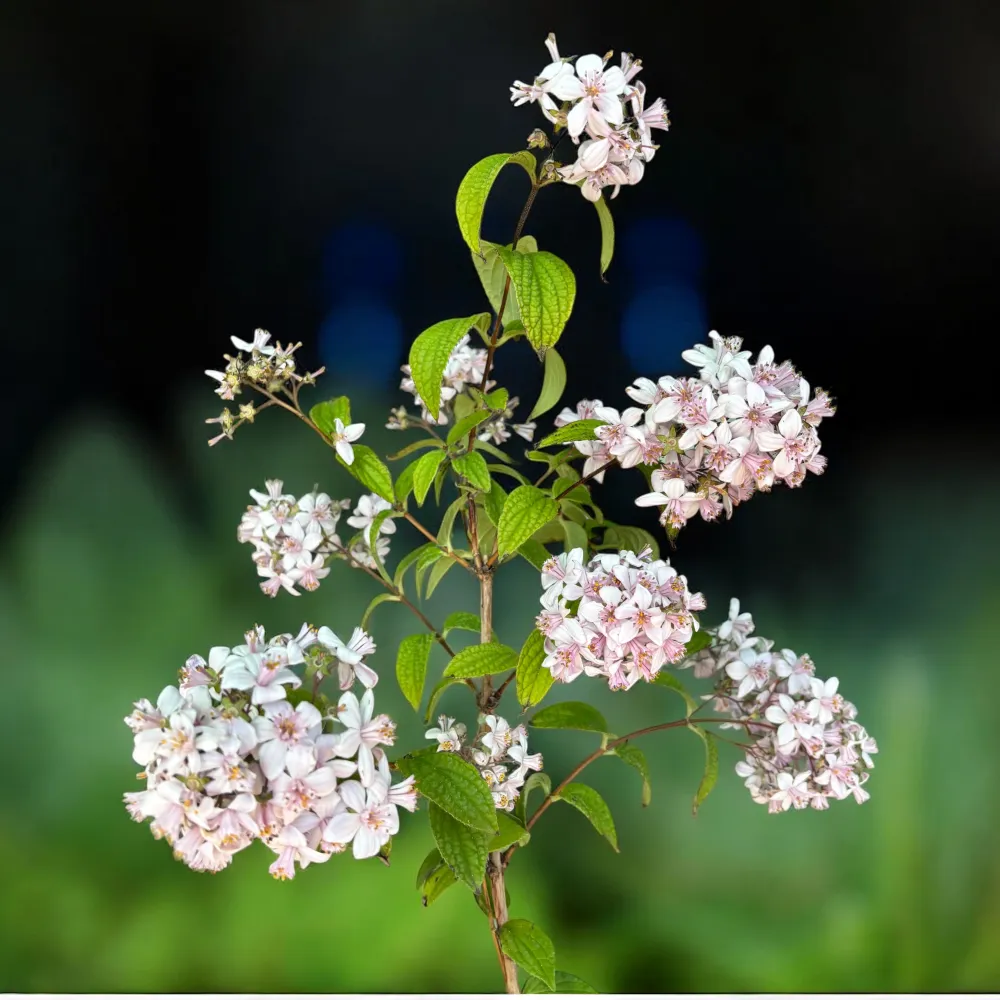 Deutzia x hybrida 'Mont Rose'