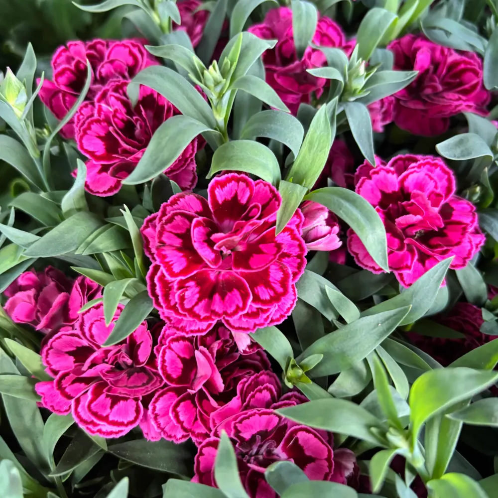 Dianthus ‘Oscar Purple Wings’ - garofita perena, cu flori duble parfumate