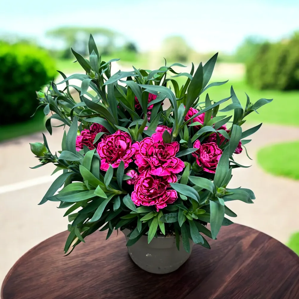 Dianthus ‘Oscar Purple Wings’ - garofita perena, cu flori duble parfumate