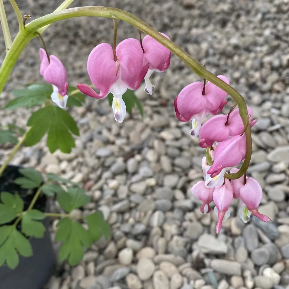 Dicentra spectabilis (Cerceii Doamnei) de gradina