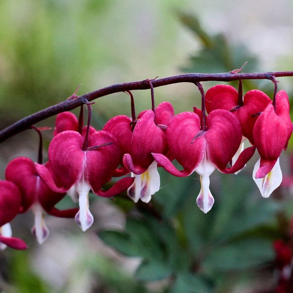 Dicentra spectabilis (Cerceii Doamnei) de gradina