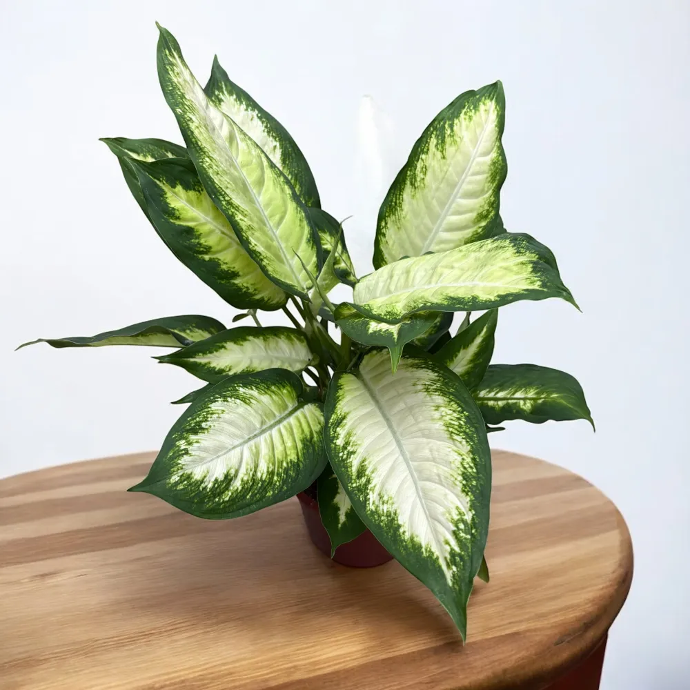 Dieffenbachia 'Camilla' D17
