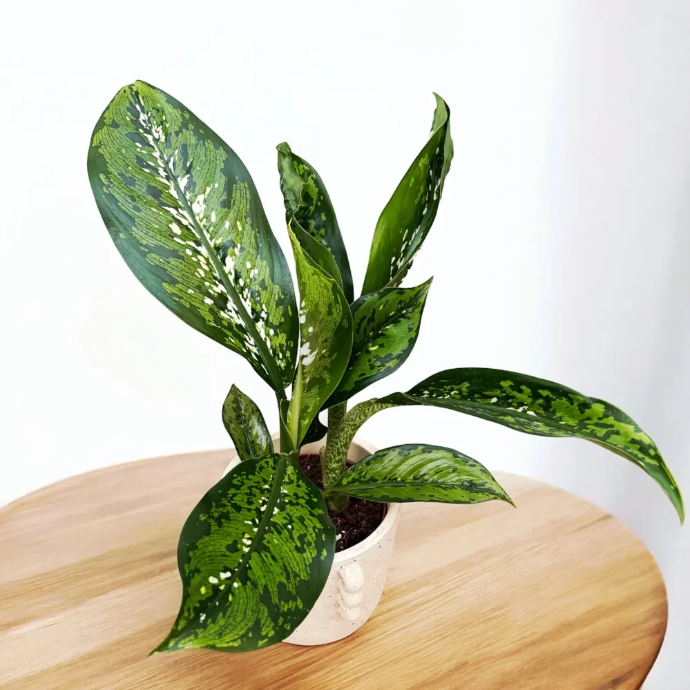 Dieffenbachia 'Crocodile'