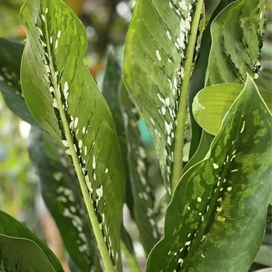Dieffenbachia 'Crocodile'