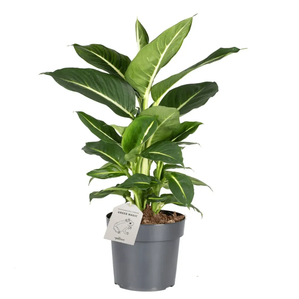 Dieffenbachia 'Green Magic' D17