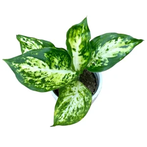 Dieffenbachia maculata 'Amy' (babyplant)