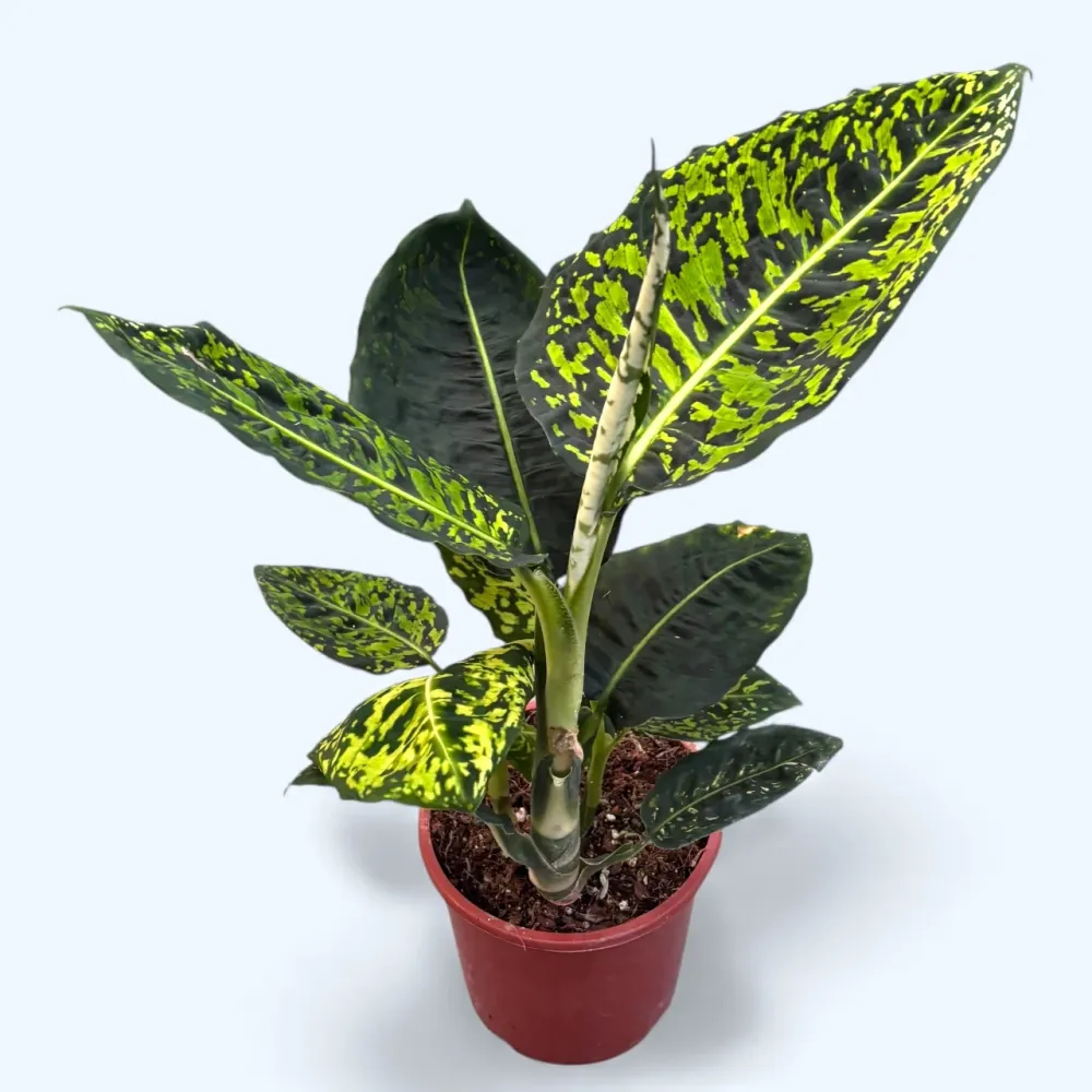 Dieffenbachia Reflector (planta Feng Shui)