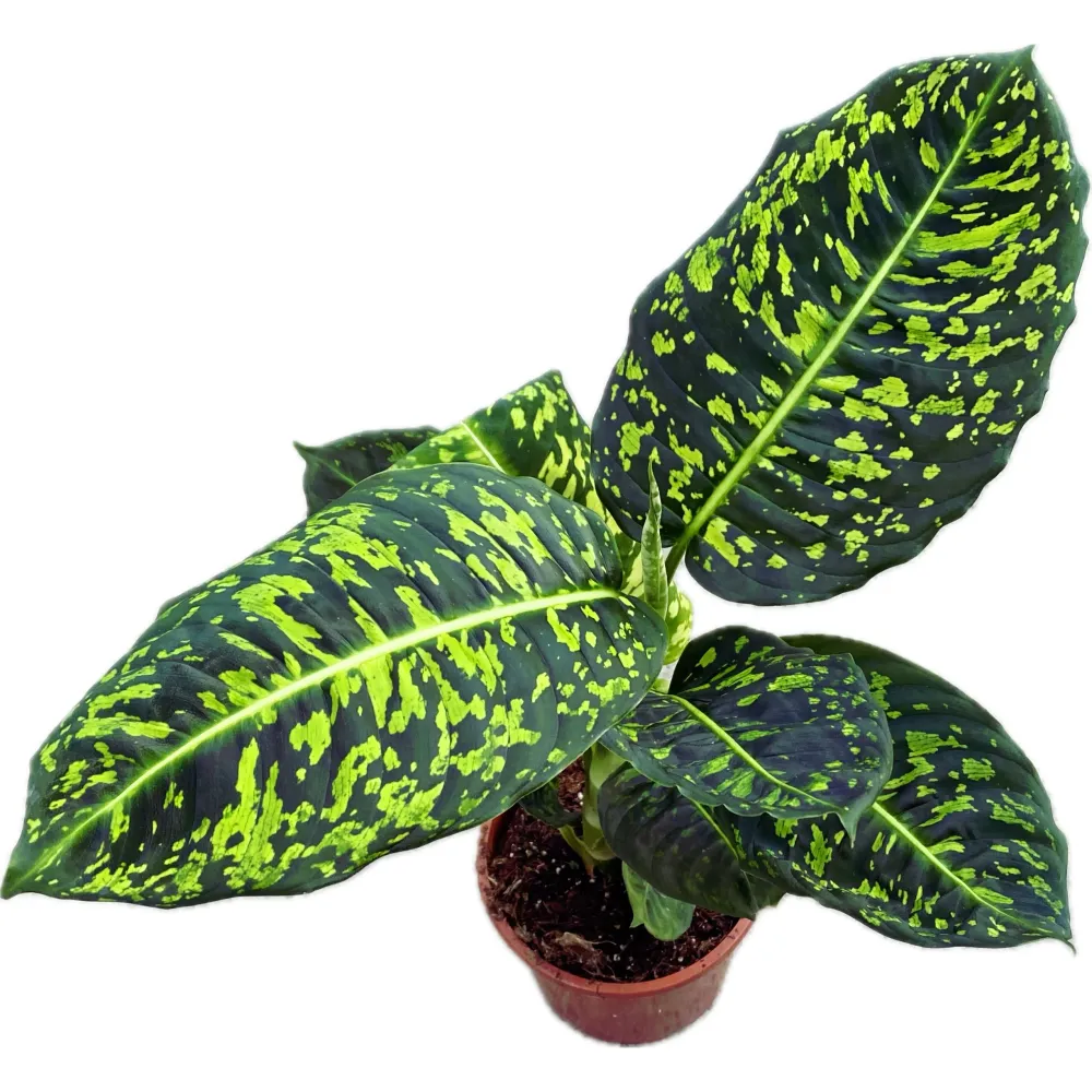 Dieffenbachia Reflector (planta Feng Shui)