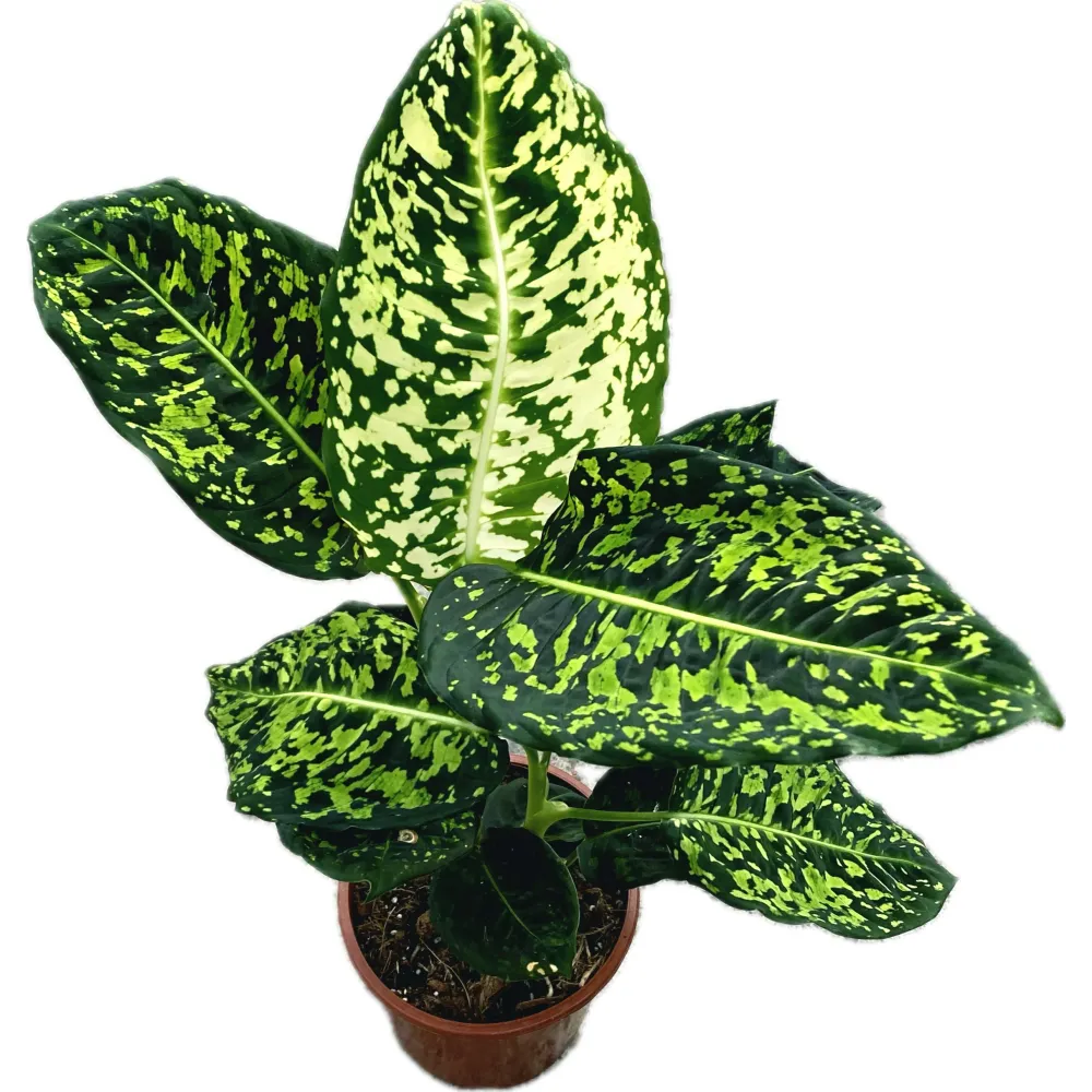Dieffenbachia Reflector (planta Feng Shui)