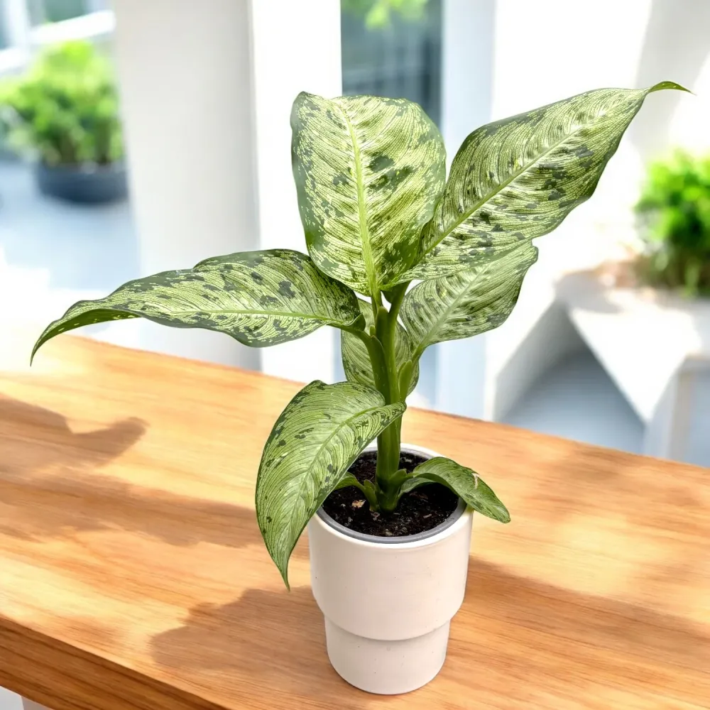 Dieffenbachia ‘Snow’ – planta de interior cu frunze mari, alb-verde, model intens