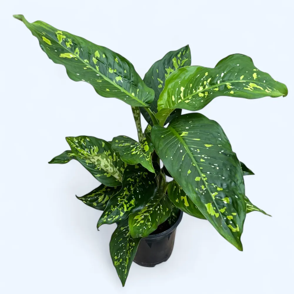 Dieffenbachia ‘Spotty’