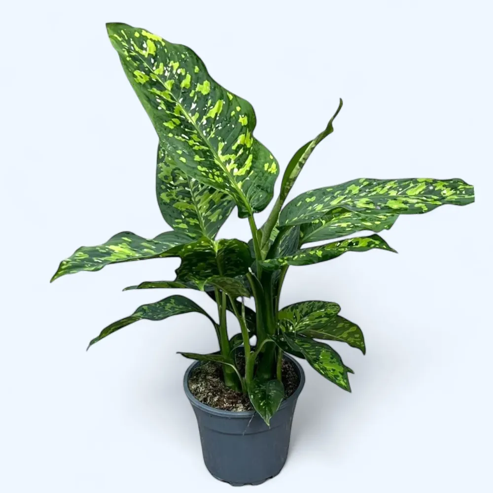Dieffenbachia ‘Spotty’