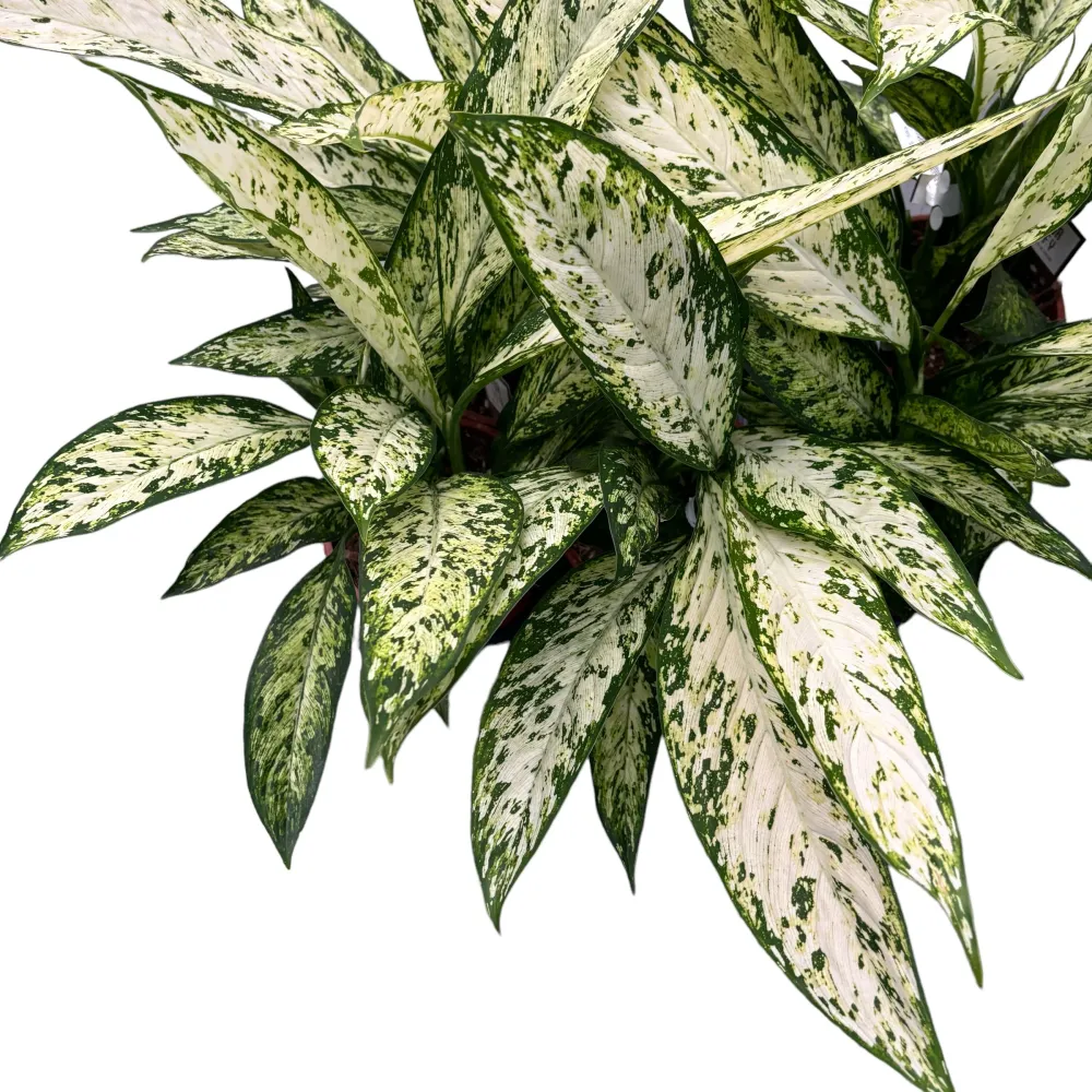 Dieffenbachia Vesuvius