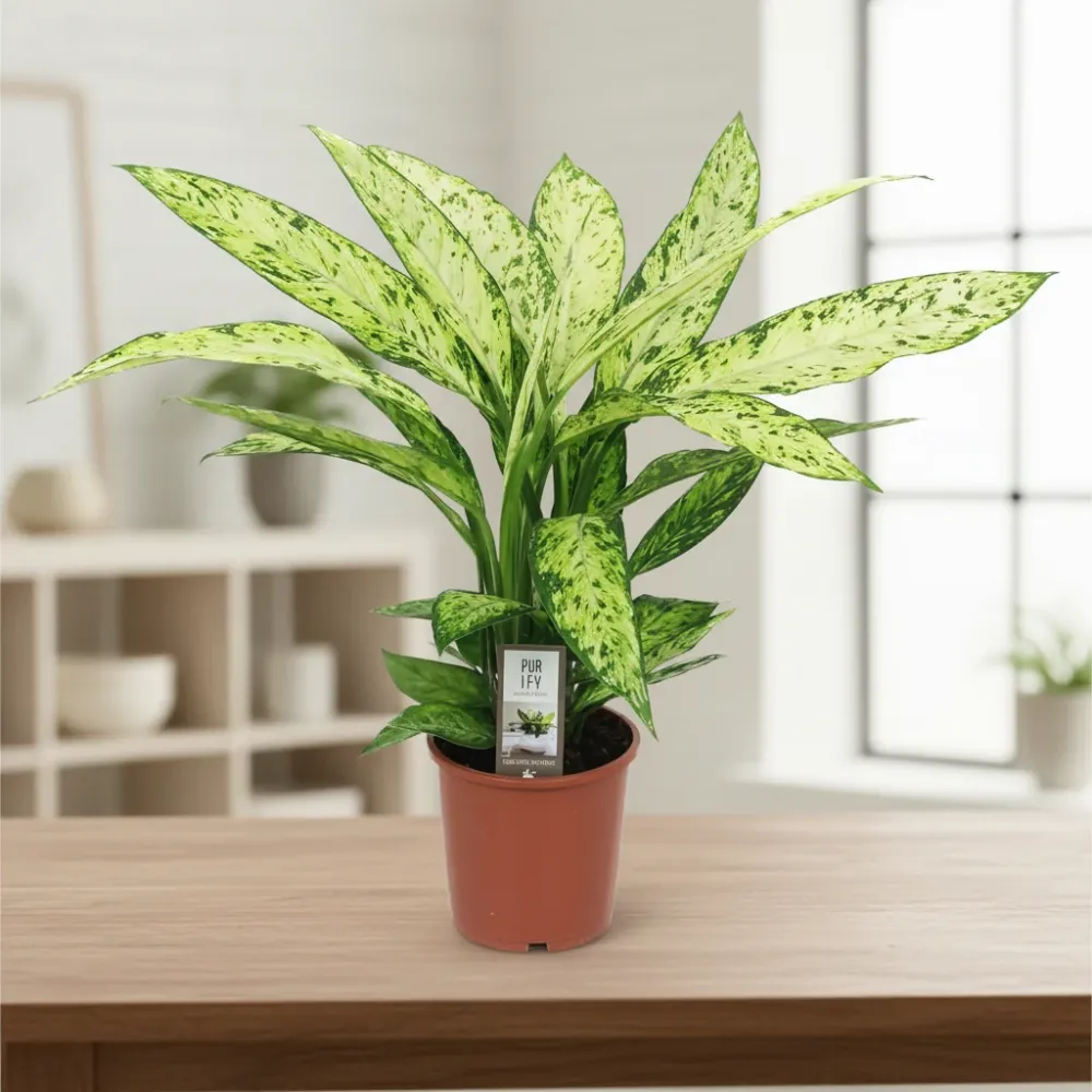 Dieffenbachia Vesuvius