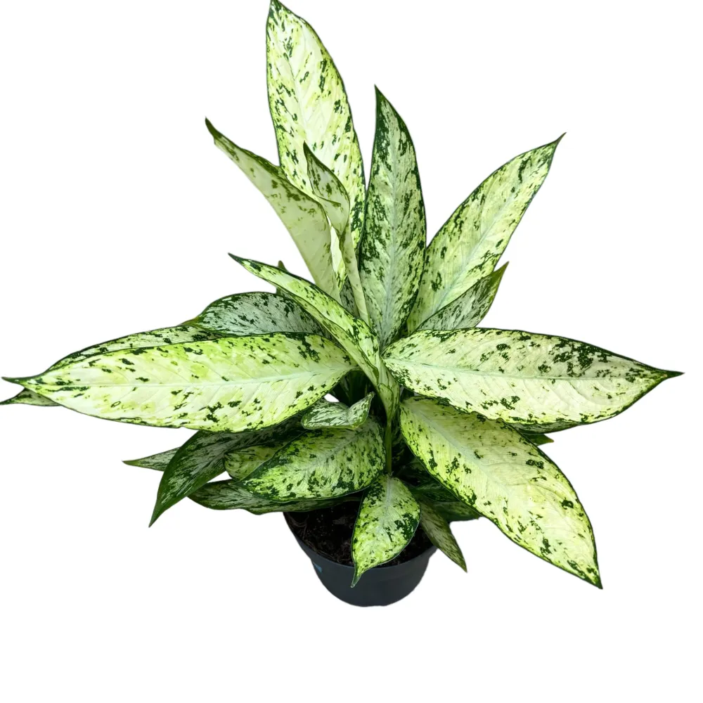 Dieffenbachia Vesuvius