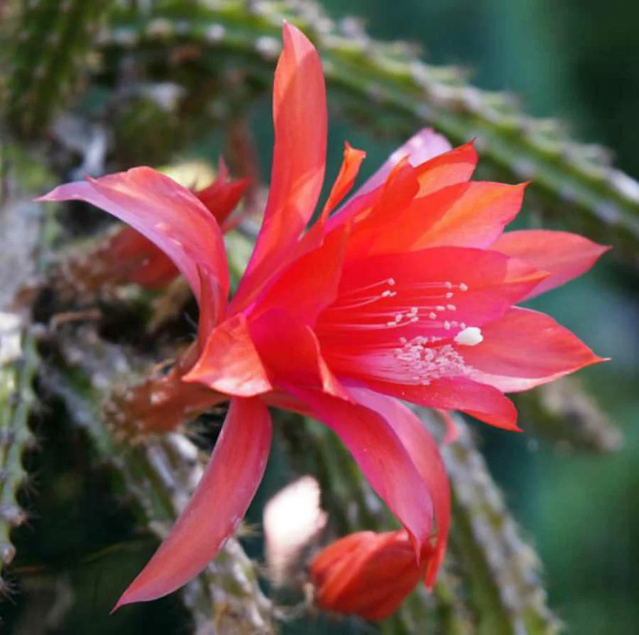 Disocactus × mallisonii (Rat's Tail Cactus) - cactus cu tulpini curgatoare si inflorire spectaculoasa