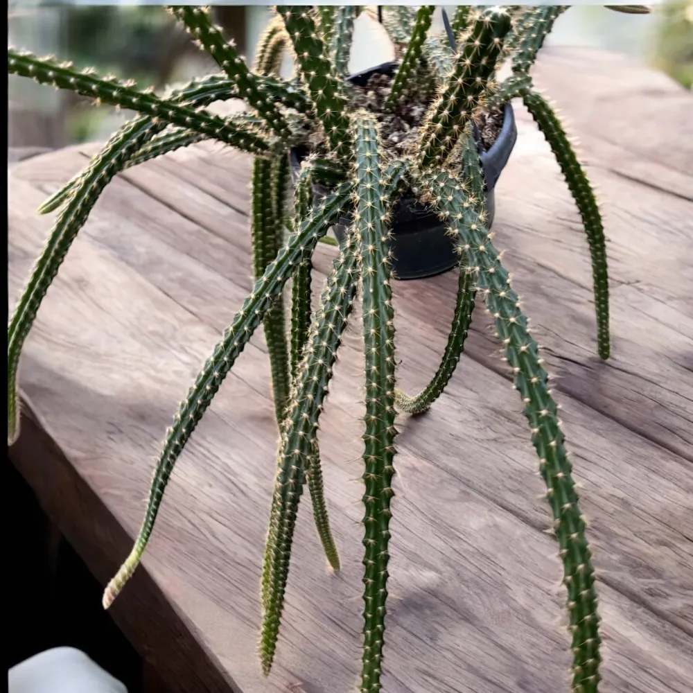 Disocactus × mallisonii (Rat's Tail Cactus) - cactus cu tulpini curgatoare si inflorire spectaculoasa